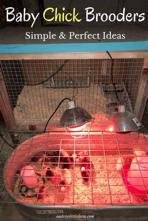 Baby Chick Brooder Ideas And Setup Audreys Little Farm