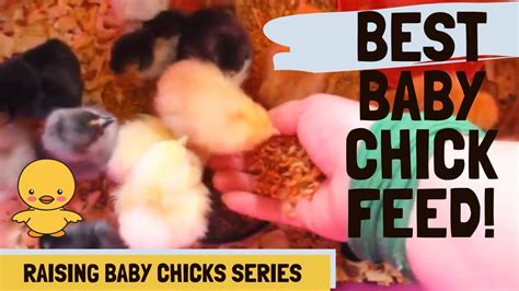 We Re Feeding Brand New Chicks Best Feeds For Baby Chicks YouTube
