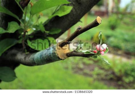 Live Cuttings Grafting Apple Tree Cleft Stock Photo 1138665320