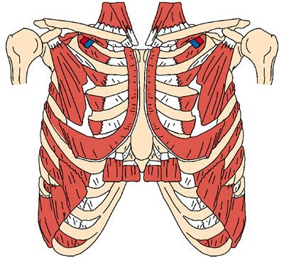 Internal intercostal muscles sit directly underneath the external intercostals and help collapse the chest during breathing to exhale while the intercostal muscles do not connect directly to the spine, their stabilizing role in the rib cage assists in maintaining posture and keeping the back. A Breath of Fresh Air | kinect