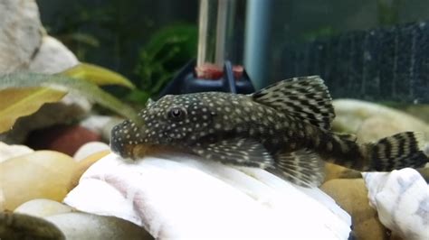 Starting in 2018, the amount is $15,000. What Kind Of Pleco Is This? | My Aquarium Club