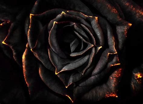 We did not find results for: Black Rose Background - WallpaperSafari