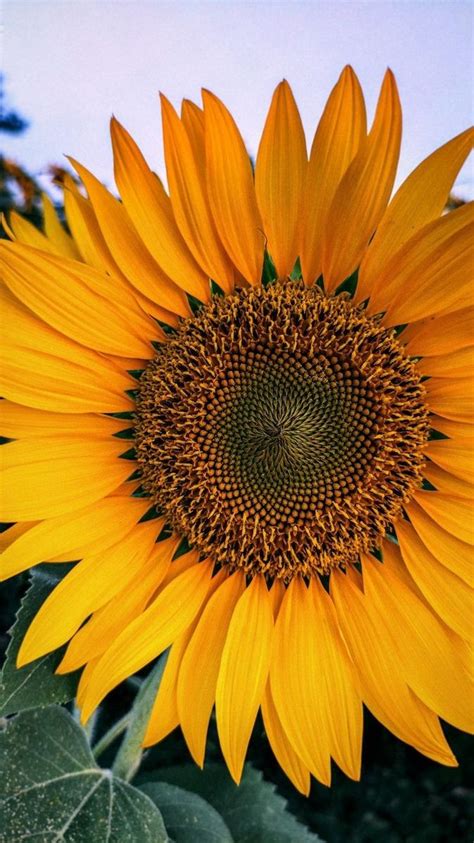 Sunflower 🌻 On Twitter Pretty Flower 🌻🌻