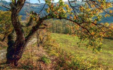 Landscapes Nature Trees Autumn Leaves Hdr