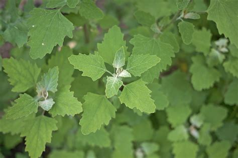 Lambsquarters An Indomitable Weed With Impressive Plant Medicine