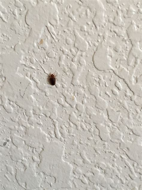 Days Inn Greenfield Bed Bug Reports
