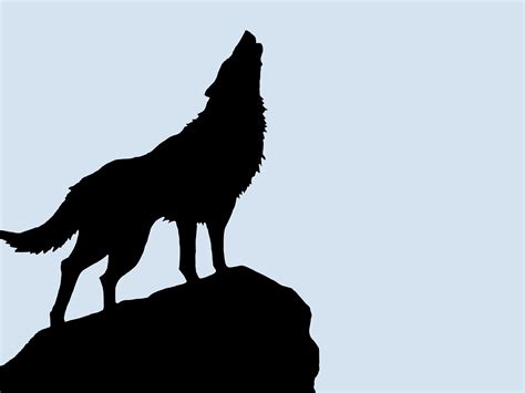 Silhouette Of A Howling Wolf On A Rock Free Image Download