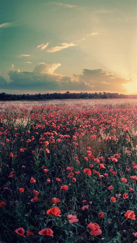 Aesthetic Red Flower Field Wallpapers Wallpaper Cave