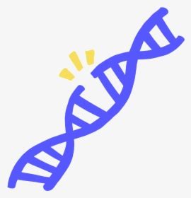 Select sample cells from a plant or animal and place the cells on a microscope to look inside the cells. Transparent Dna Strand Png - Cell Division Gizmo Answer ...