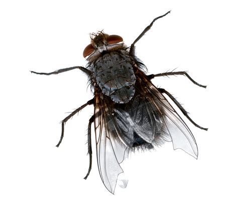 Free Transparent Fly Download Free Transparent Fly Png Images Free
