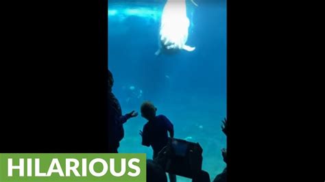Beluga Whale Scares Child Causes Him To Fall Over Youtube