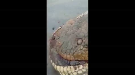Biggest Python 33ft Anaconda Discovered Brazil Youtube