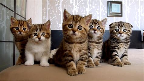 Nhiều Con Mèo Dễ Thương Lots Of Cute Cats Thư Giãn Với Bức ảnh Cực đáng Yêu