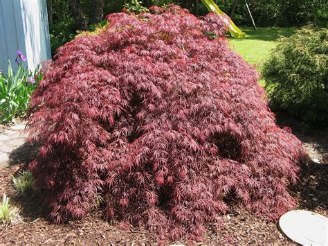 See more ideas about japanese garden, plants, japanese garden plants. Japanese Maple | Japanese maple, Plants, Japanese