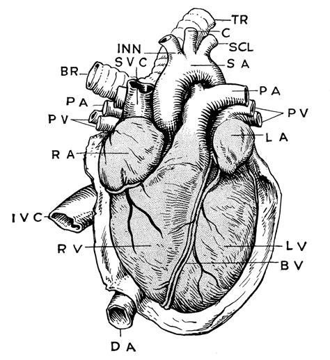 Anatomy of Heart | ClipArt ETC
