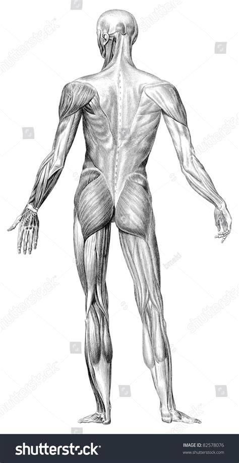 Many conditions and injuries can affect the back. Human Body Muscle Structure Depicts Back Stock Photo 82578076 - Shutterstock