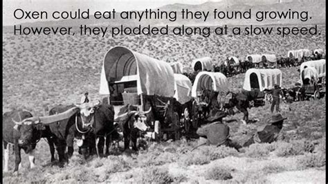 Covered Wagons Of The Oregon Trail Youtube