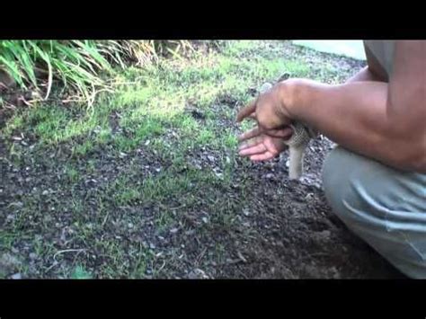 Compadre Zenith Zoysia Grass Seed Vs Plugs Part How To Plant Seeds Maryland Area Youtube