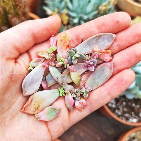 How To Propagate Succulents Successfully In Winter Or All