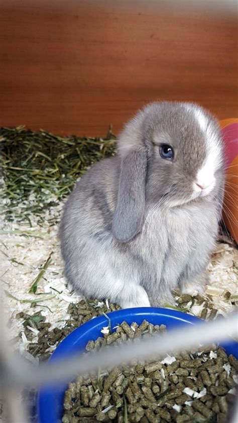 Enter your email address to receive alerts when we have new listings available for blue eyed white rabbits for sale. cute gray bunny rabbit with gray blue eyes in 2020