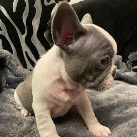 frenchie puppies for sale in texas/mini frenchie puppies for sale