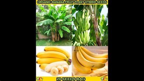 Germination Method For Growing Banana From Seeds How To Grow Bananas