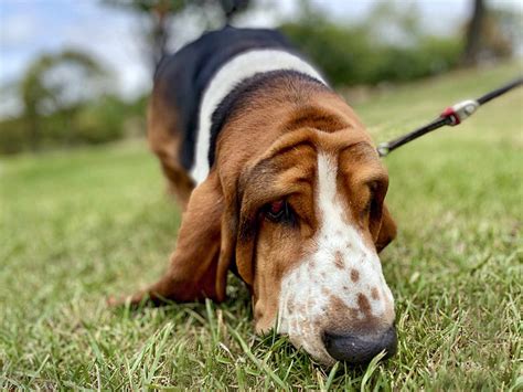 Basset Hound Dog Breed Information And Characteristics Daily Paws