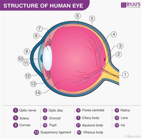 Structure And Functions Of Human Eye With Labelled Diagram