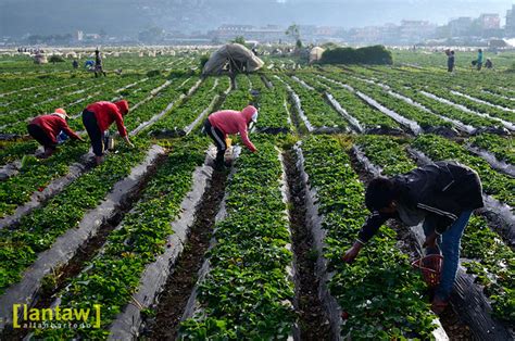Lantaw Philippines Outdoor And Travel Photos La Trinidad Strawberry Fields Forever