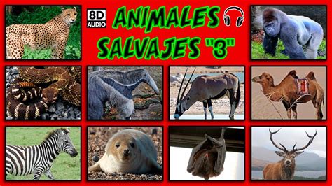 🐾 Sonidos De Animales Salvajes 3ra Parte 🎧 Audio 8d Youtube