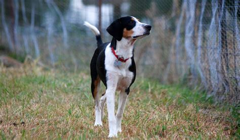 Treeing Walker Coonhound Doggear Guides