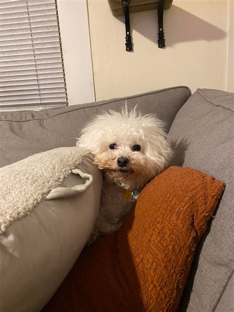 Sophie Made A Nest Of Pillows On The Couch Rbichonfrise