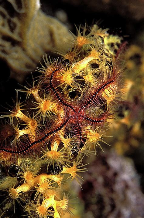 Brittle Star On A Zoanthid Photograph By Clay Colemanscience Photo