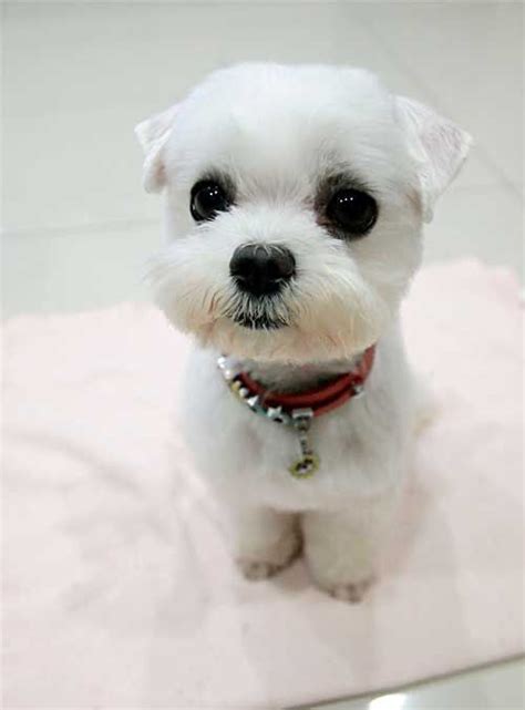 Using a pair of shears, trim long hair back a little so that you can see the nipples, or in the case of a male dog, trim gently around his genitals. 25 Cutest Maltese Haircuts For Your Little Puppy ...