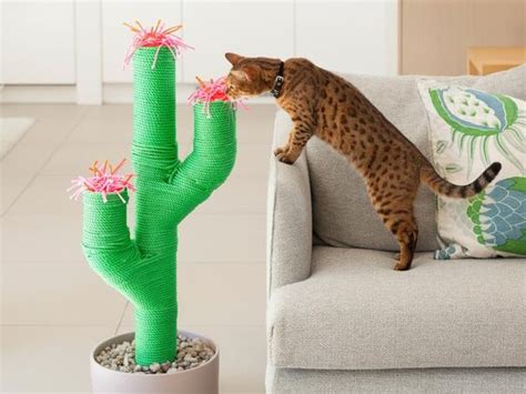 Cat cactus resembles a plant: День вихідний, свято подвійне - батьків немає вдома, і ...