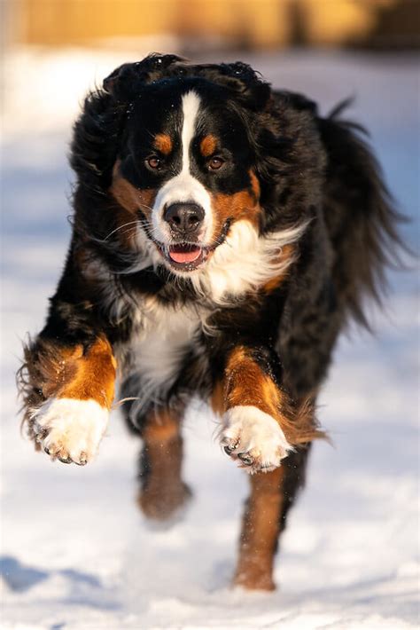 63 Names For Bernese Mountain Dog Male Picture Bleumoonproductions
