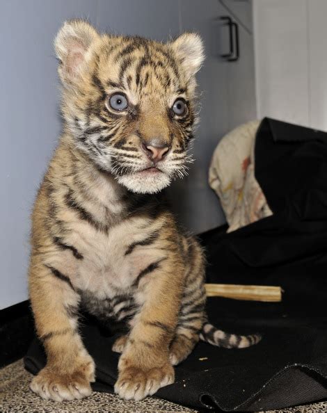 One Big Kitten Tiger Cub At The Jerusalem Zoo Zooborns