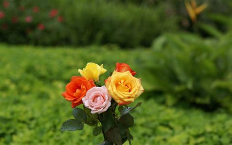 Click or touch on the image to see in full high resolution. 30+ Beautiful Coloured Flowers Pictures Full Size HD ...