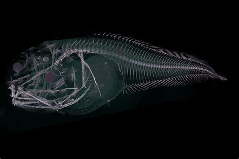 Bizarre New Fish Discovered In Dark Depths Of Pacific Ocean