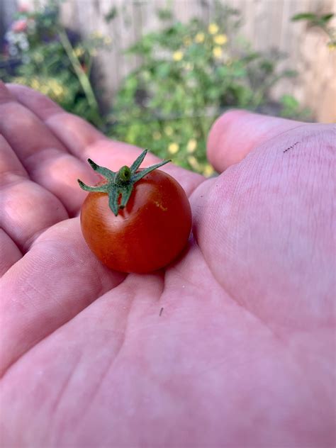 My First Ever Tomato From My First Ever Garden Raww