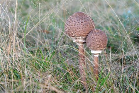 Mushroom Grass Oyster Mushroom Fungus Picture Image 110949936