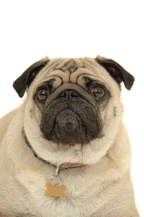 Sad Pug Dog Stock Photo Image Of Curious Purebred Cute 3078838