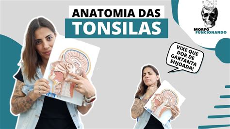 Anatomia Das Tonsilas ÓrgÃos Linfoides 3 Youtube