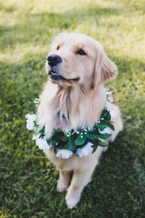 Golden Retriever Puppies Middlebury Vt J0hnfx