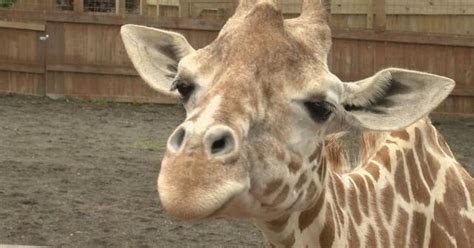 Viral Sensation April The Giraffe Has Died News