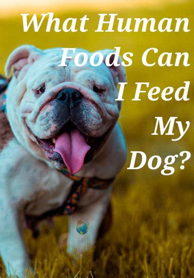 Foods are generally mediterranean, high on vegetables, little meat and full of flavors. What Can I Feed My Dog? Is Human Food Ok? - DogLoverStore