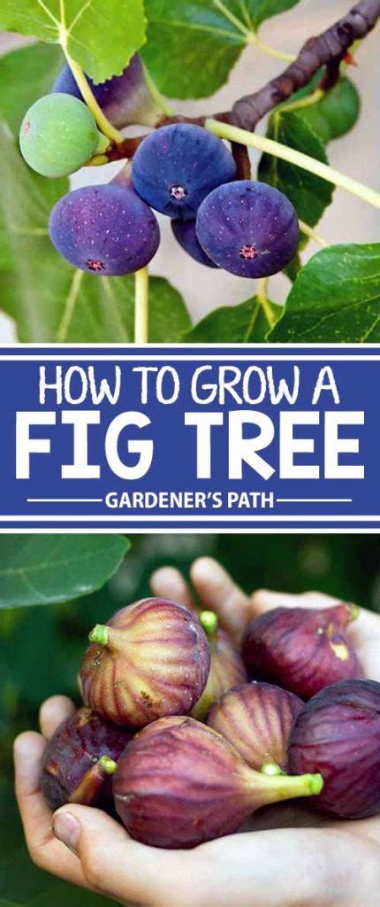 How To Grow Fig Tree At Home A Growing Guide Everything About Garden