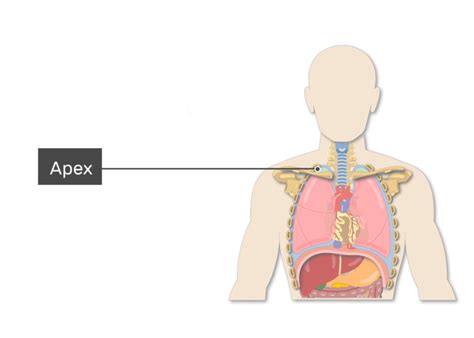 Apex Respiratory System