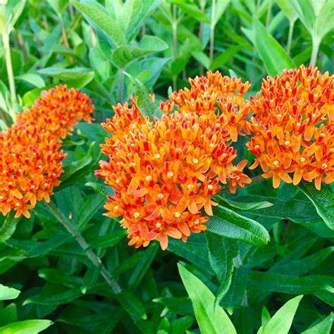 Butterfly Weed Asclepias Tuberosa Lurie Garden