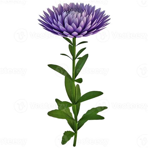 Aster Flower Png Transparent Background 29721677 Png